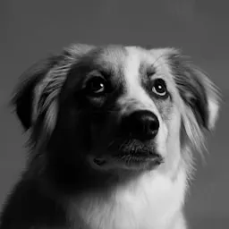Creador de contenido de mascotas