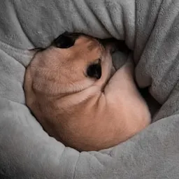 Creador de retratos de mascotas