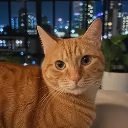 Ginger cat avatar for Seun Adeyemi, APOB reviewer