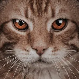 Miso