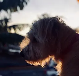 Equipo de refugio de animales