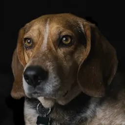 Voluntario de adopción de mascotas