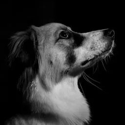 Dueño de un perro